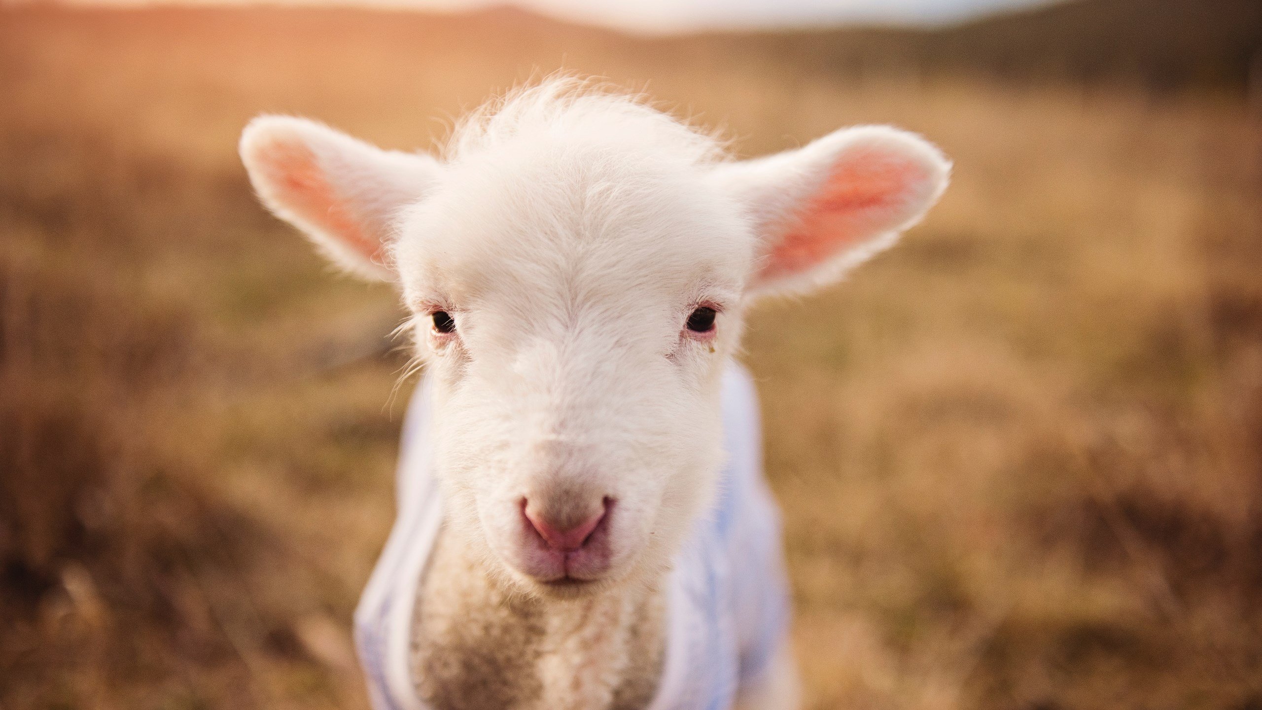 全国青少年“跨界融合”足球-篮球活动在成都引领新时尚，倡导多项运动结合