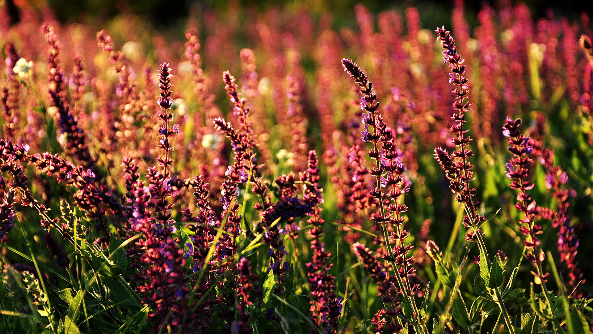 开云LOL-史上最强阵容：NBA历史上的黄金阵容推荐，nba历史最强阵容图片