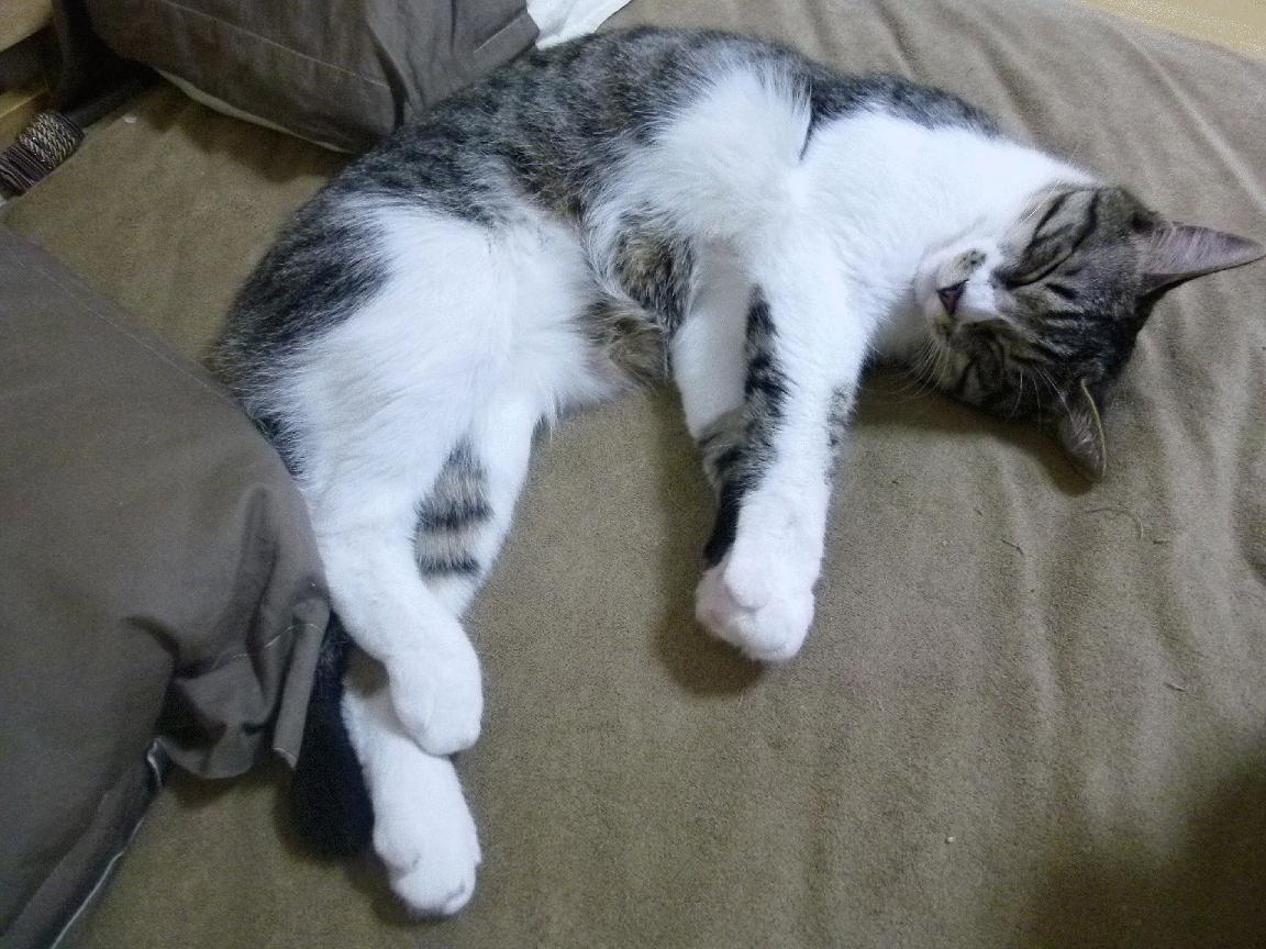 德甲赛场，战术多样激发精彩瞬间，德甲经典比赛